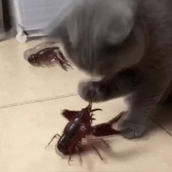 (猫哥的火车视频)猫猫火车最新消息：全新列车线路即将开通，敬请期待！